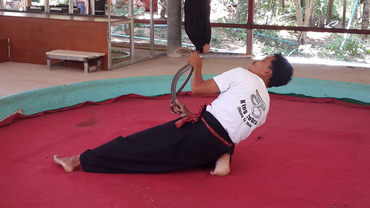 A man demonstrates handling a snake on a red mat in an outdoor setting at Mae Rim Snake Farm.