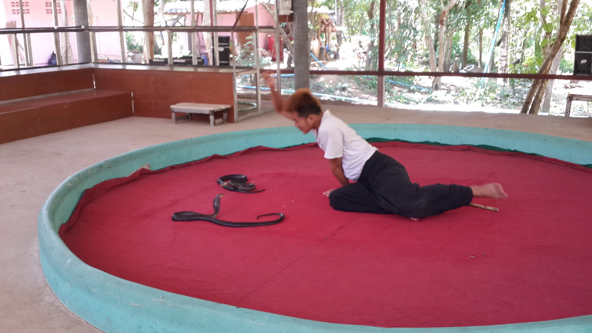 Snake Encounter at Wildlife Exhibit at Mae Rim Snake Farm Person interacting with snakes inside circular enclosure at a wildlife exhibit at Mae Rim Snake Farm.