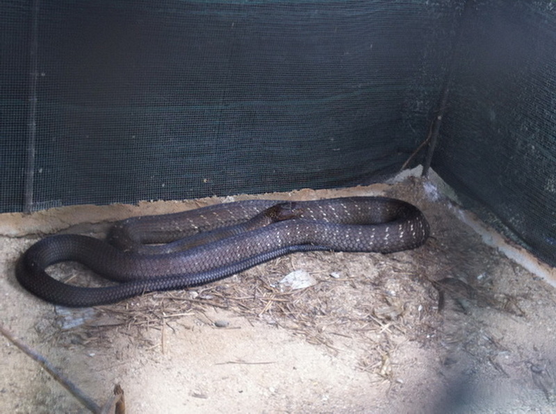 Black snake resting on dirt inside a mesh enclosure at Snake Farm Chiang Mai.