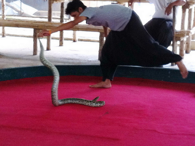 Person handling a snake on a red circular platform indoors with another person nearby at Snake Farm Chiang Mai.