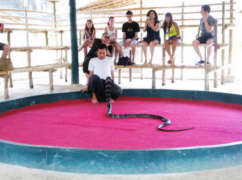Person lying on the ground with a large snake in a circular enclosure, spectators nearby at Snake Farm Chiang Mai.