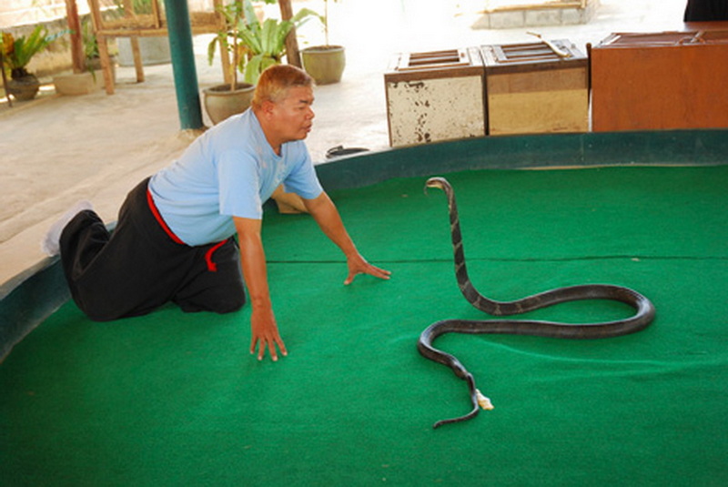 Person crouching beside a large snake on a green enclosure floor indoors at Mae Rim Snake Farm.