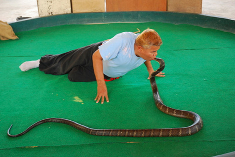 Person lying face down on a green circular platform with a snake approaching their face at Mae Rim Snake Farm.