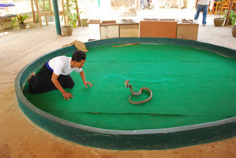 Snake Enclosure Interaction at Snake Farm Chiang Mai Person crouching inside a circular enclosure with a snake on a green mat at Snake Farm Chiang Mai.