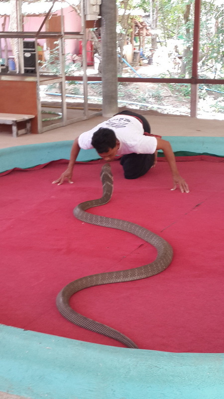 Boy and Snake Interaction at Snake Farm Chiang Mai A boy interacting with a large snake inside an indoor enclosure with glass walls at Snake Farm Chiang Mai.