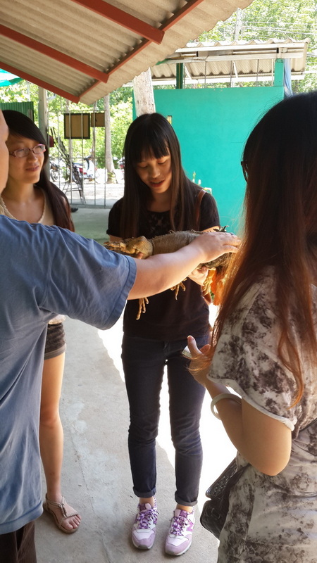 People interacting with a large snake under a shaded outdoor shelter at Mae Rim Snake Farm.
