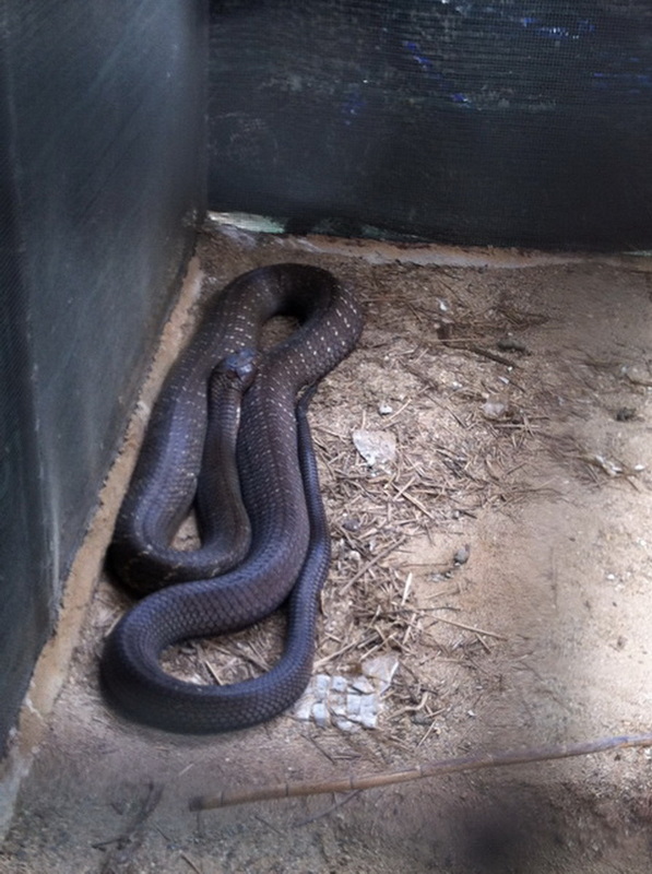 Black snake coiled on dirt ground inside an enclosure with dark walls at Snake Farm Chiang Mai.