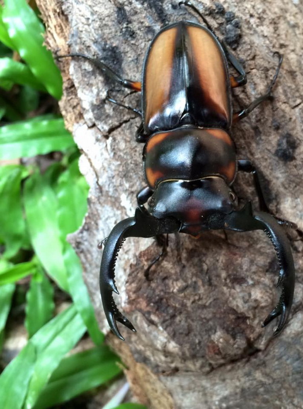 Large Beetle on Tree Bark at Siam Insect Zoo Close-up of a large black and brown beetle with mandibles on tree bark at Siam Insect Zoo.
