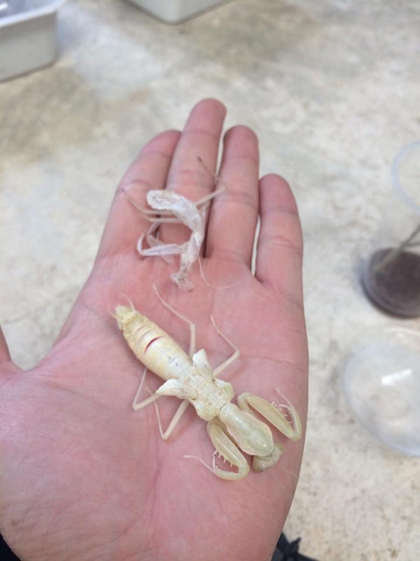 Hand holding two pale insect shells with lab containers in background at Siam Insect Zoo.