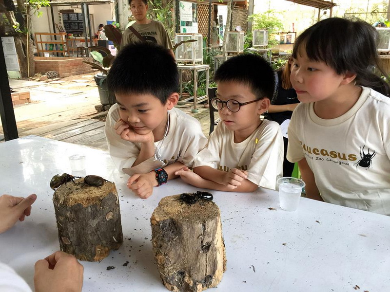 Children Viewing Insects at Siam Insect Zoo Children looking at insects on wood blocks outdoors during a zoo visit at Siam Insect Zoo.