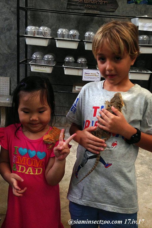 Children holding small reptiles with display cases behind them inside a zoo at Siam Insect Zoo.