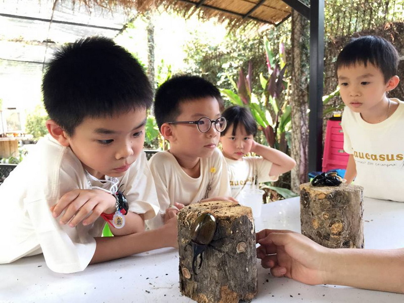 Children Watching Insects at Siam Insect Zoo Children examining insects on logs in an outdoor shaded space at Siam Insect Zoo.