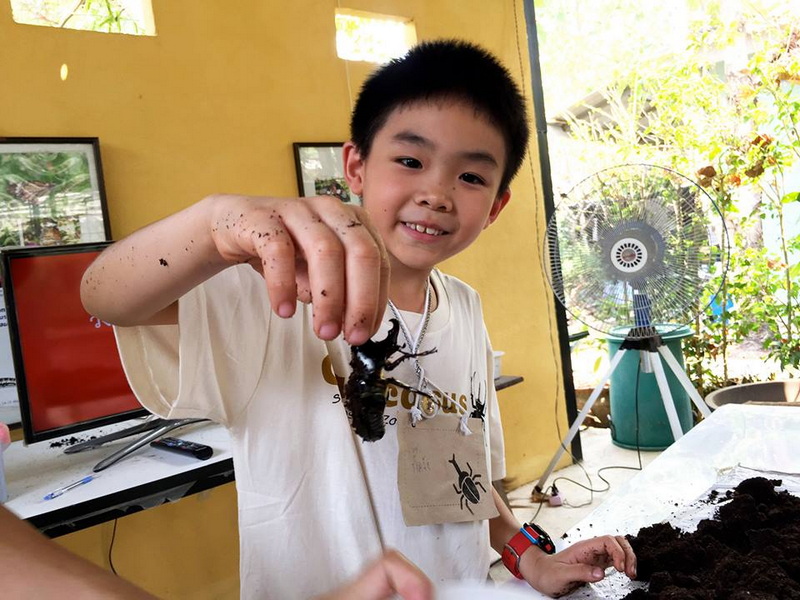 Boy Holding Large Insect at Siam Insect Zoo Boy showing a large black insect inside a room with a yellow wall and a fan behind him at Siam Insect Zoo.