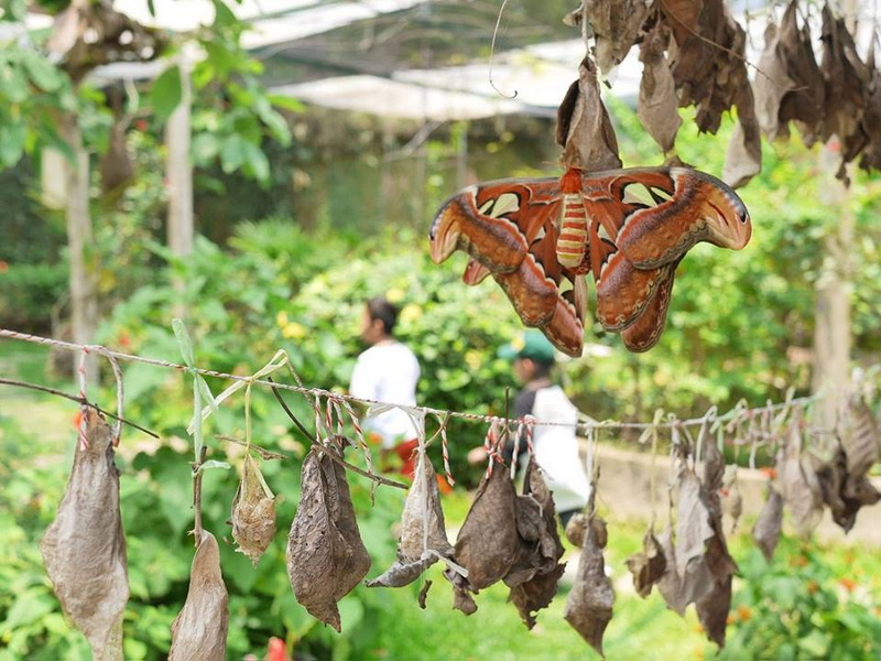 Colorful Butterfly in Garden at Siam Insect Zoo Large orange and brown butterfly perched on dried leaves in a lush garden at Siam Insect Zoo.