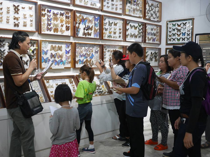 Butterfly Display Museum Scene at Siam Insect Zoo Visitors observing butterfly specimens displayed in frames inside a museum exhibit at Siam Insect Zoo.
