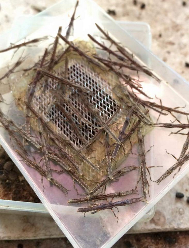 Stick Insects Under a Lid at Siam Insect Zoo Close-up of stick insects trapped under a mesh-covered lid with twigs surrounding them at Siam Insect Zoo.