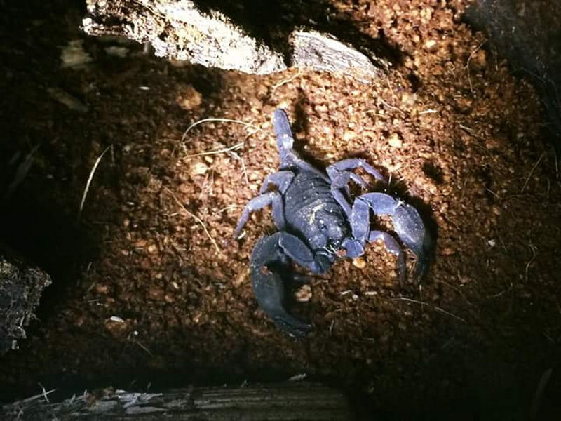 A black scorpion on dark brown soil with open claws and curled tail at Siam Insect Zoo.
