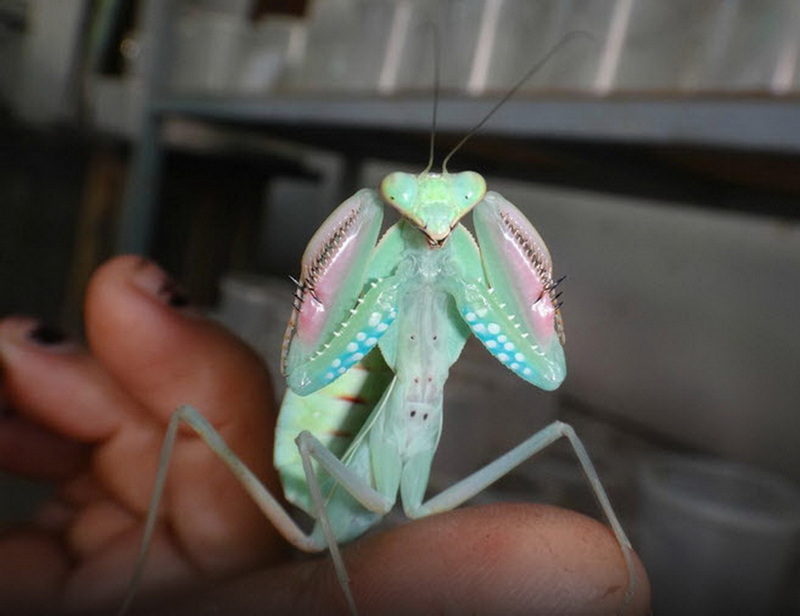 Colorful Praying Mantis at Siam Insect Zoo Colorful praying mantis with iridescent green and pink hues held in hand indoors at Siam Insect Zoo.