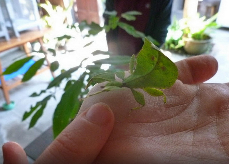 Green Leaf Insect on Hand at Siam Insect Zoo Person's hand displaying a green leaf insect indoors with plants in the background at Siam Insect Zoo.