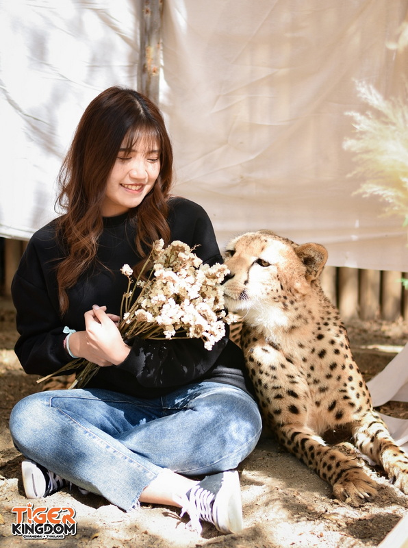 Woman with Flowers and Cheetah at Tiger Kingdom Chiang Mai Woman holding flowers and smiling at a cheetah sitting outdoors at Tiger Kingdom Chiang Mai.