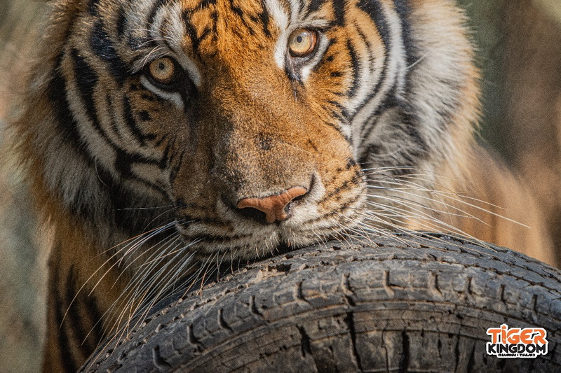 Tiger Resting on Log at Tiger Kingdom Chiang Mai Close-up of a tiger resting its chin on a log with detailed fur and striking eyes at Tiger Kingdom Chiang Mai.
