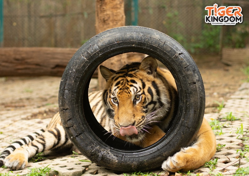 Tiger lying with its head and paw inside a large tire in a natural enclosure at Tiger Kingdom Chiang Mai.
