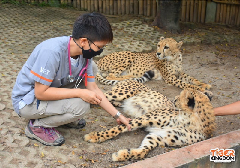 Wildlife Care at Tiger Kingdom at Tiger Kingdom Chiang Mai A veterinarian interacts with a leopard lying on the ground in an enclosure at Tiger Kingdom Chiang Mai.