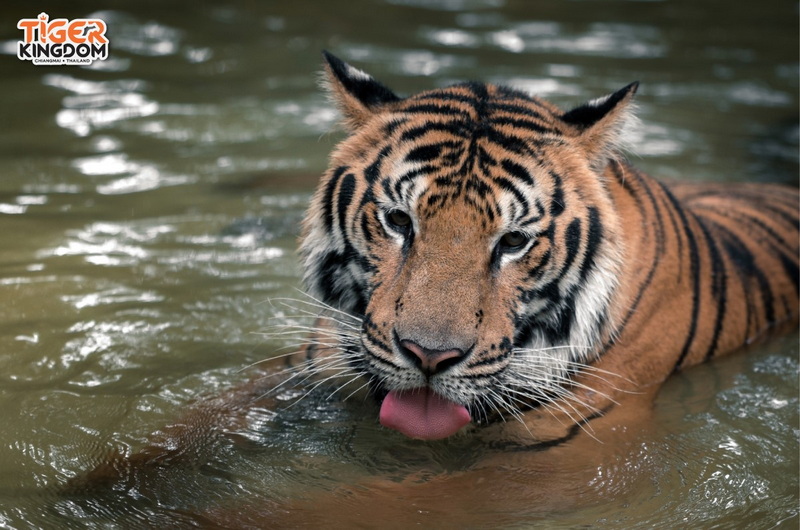 Tiger Swimming at Tiger Kingdom Chiang Mai Close-up of a tiger swimming in water with its tongue out at Tiger Kingdom Chiang Mai.