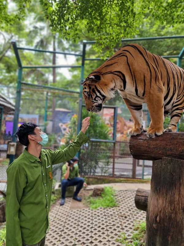 Tiger Encounter at Tiger Kingdom Chiang Mai A person in green touching a tiger on a wooden platform in a zoo enclosure at Tiger Kingdom Chiang Mai.