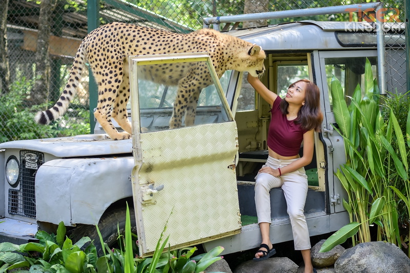 Woman touching a cheetah on a vehicle surrounded by greenery at Tiger Kingdom Chiang Mai.