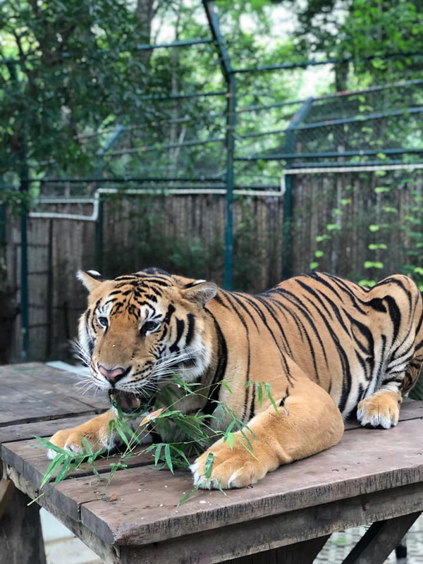 Tiger at Enclosure at Tiger Kingdom Chiang Mai Tiger resting on a wooden platform inside a metal enclosure with greenery around at Tiger Kingdom Chiang Mai.