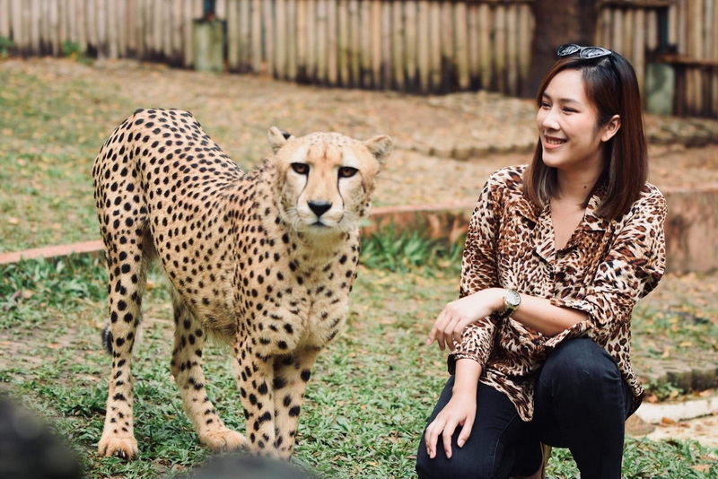 Woman and Cheetah Encounter at Tiger Kingdom Chiang Mai Woman crouching beside a cheetah in an outdoor enclosure with wooden fencing at Tiger Kingdom Chiang Mai.