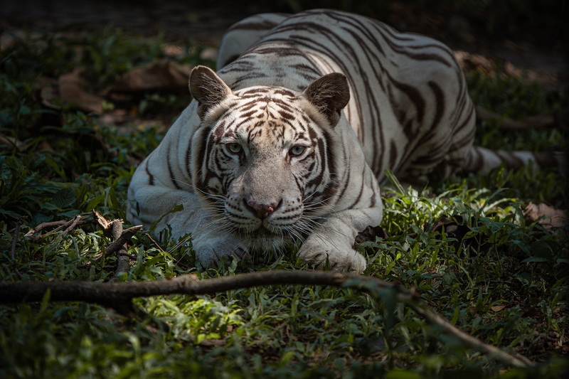 White Tiger Resting in Nature at Tiger Kingdom Chiang Mai White tiger resting on grass with green plants and twigs around it at Tiger Kingdom Chiang Mai.