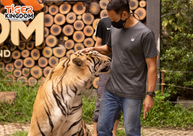 Person petting a tiger with a black mask in a zoo enclosure with wood logs behind at Tiger Kingdom Chiang Mai.