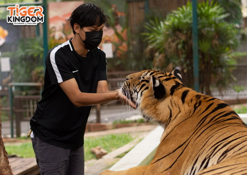 Person in a black mask touches the face of a sitting tiger outdoors at Tiger Kingdom Chiang Mai.