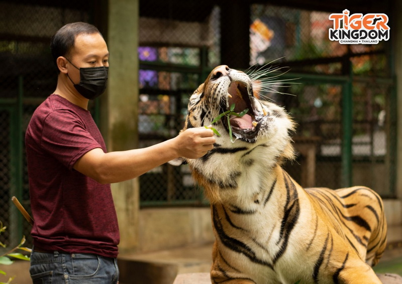 Feeding a Tiger at Tiger Kingdom at Tiger Kingdom Chiang Mai Person feeding a tiger behind a wooden fence at Tiger Kingdom Chiang Mai