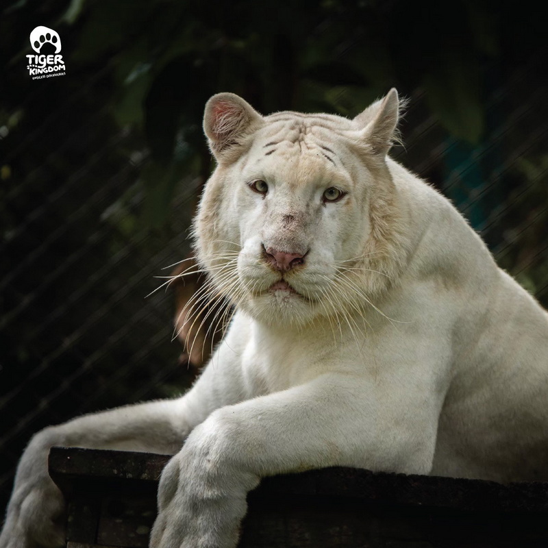 A white tiger resting on a platform with green leaves and a fence in the background at Tiger Kingdom Chiang Mai.