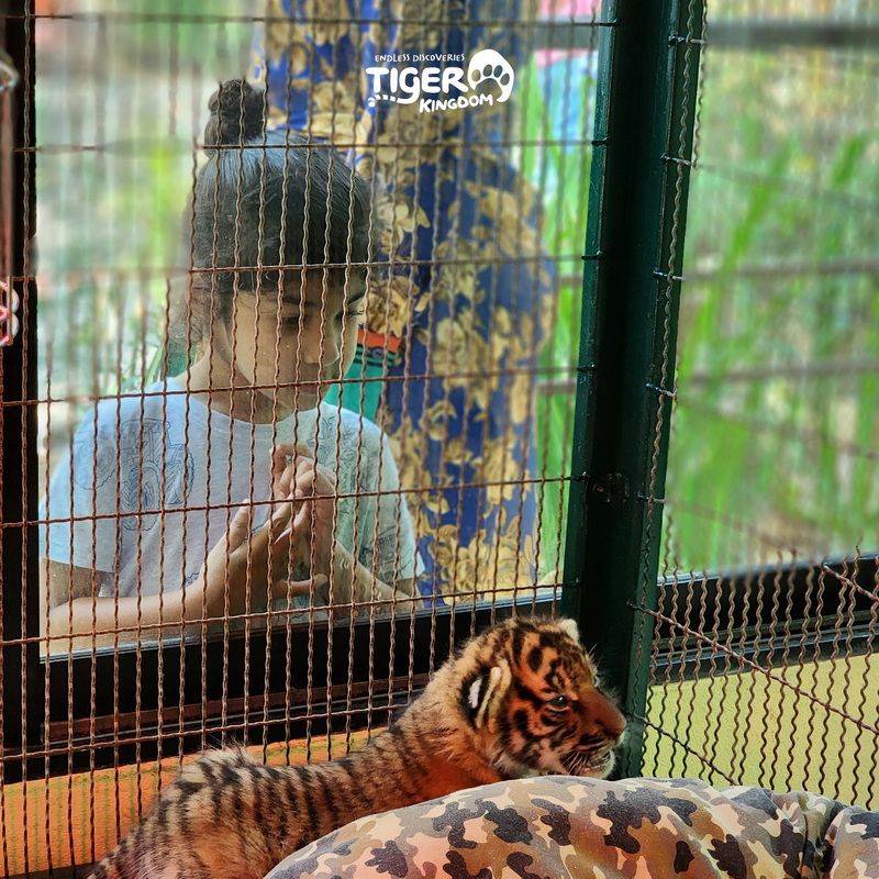 Girl watching a tiger through a safety mesh at Tiger Kingdom Chiang Mai.