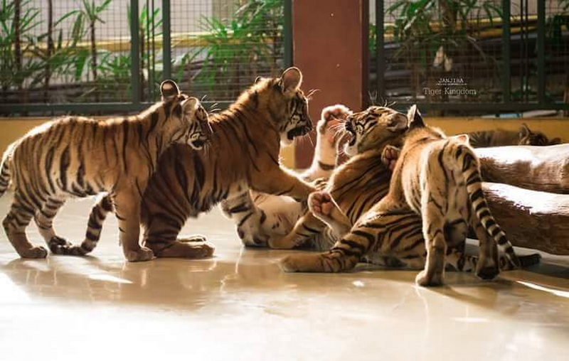 Multiple tiger cubs interacting and resting inside a contained enclosure at Tiger Kingdom Chiang Mai.
