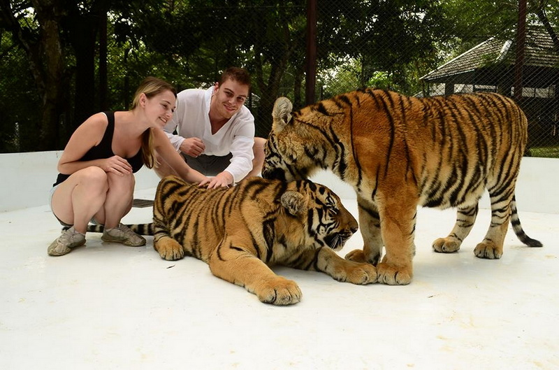 Two women and a man with two young tigers in a fenced outdoor enclosure at Tiger Kingdom Chiang Mai