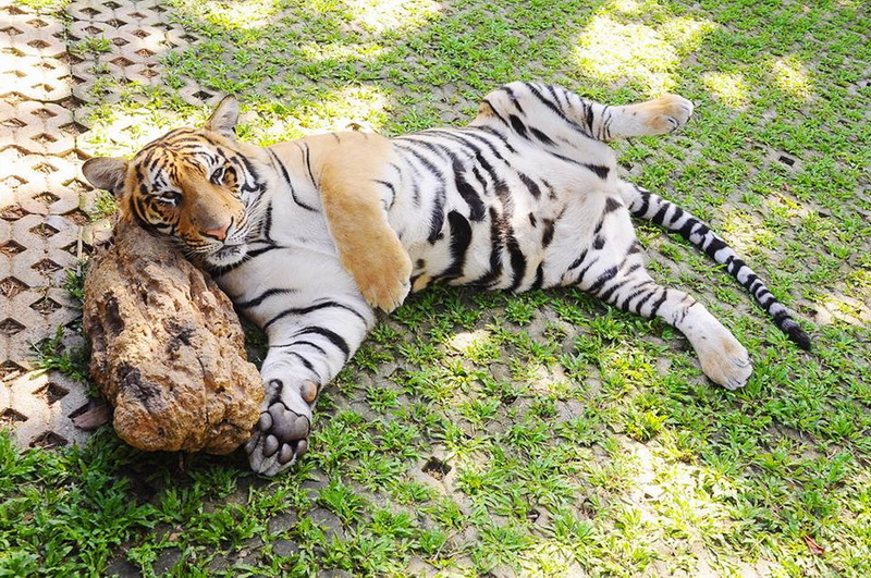 Relaxing White Tiger at Tiger Kingdom Chiang Mai White tiger resting on grass with a large rock, lying on its side at Tiger Kingdom Chiang Mai.