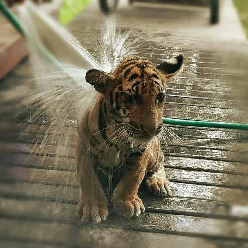 Young tiger cub on wooden deck being sprayed with water from a hose at Tiger Kingdom Chiang Mai.