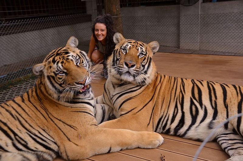 Woman smiling with two large tigers lying on a wooden floor inside a fenced enclosure at Tiger Kingdom Chiang Mai.