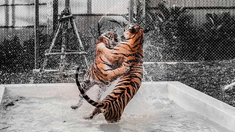 Two tigers playing and splashing water in an enclosure at Tiger Kingdom Chiang Mai.