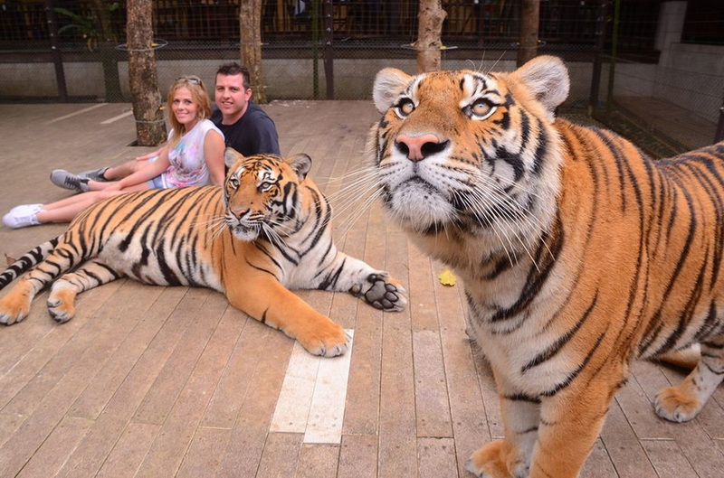 Two tigers lying and standing on a wooden platform with two visitors behind them at Tiger Kingdom Chiang Mai.