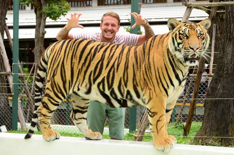 Man with Tiger at Wildlife Park at Tiger Kingdom Chiang Mai A man smiling behind a large orange tiger with black stripes at a wildlife park at Tiger Kingdom Chiang Mai.